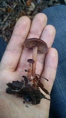 Gymnopus fuscopurpureus