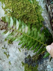Blechnum australe australe