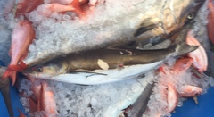 Rachycentron canadum