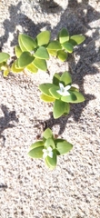 Crassula pellucida