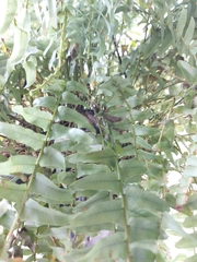 Haemorhous mexicanus