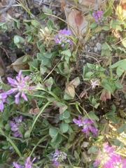 Trifolium resupinatum