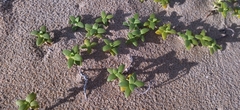 Crassula pellucida