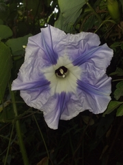 Ipomoea clavata