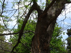 Gleditsia sinensis