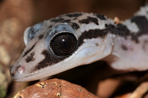 Graceful Madagascar Ground Gecko, Paroedura gracilis