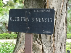 Gleditsia sinensis