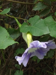 Ipomoea clavata