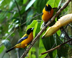 Anisognathus notabilis