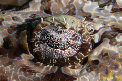 Cymbacephalus beauforti