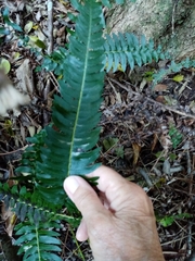 Blechnum australe australe