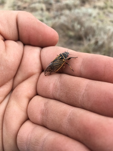 Okanagana synodica synodica