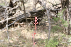 Hesperaloe parviflora