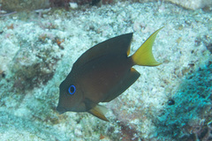 Ctenochaetus binotatus