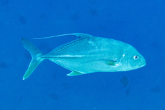 Carangichthys oblongus
