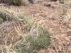Muhlenbergia torreyi