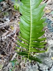Blechnum australe australe