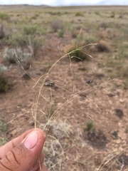Muhlenbergia torreyi