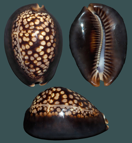 Humpback Cowry