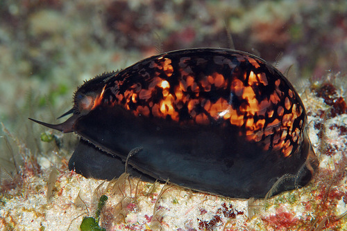 Cypraea mauritiana observed 2010-11-07