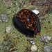 龜甲寶螺 - Photo 由 uwkwaj 所上傳的 (c) uwkwaj，保留部份權利CC BY-NC