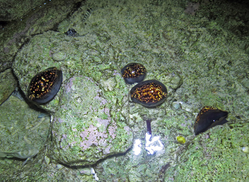 Cypraea mauritiana observed 2013-11-03
