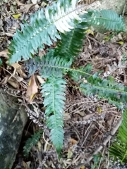 Blechnum australe australe