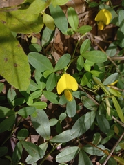 Crotalaria rhodesiae