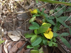 Crotalaria rhodesiae