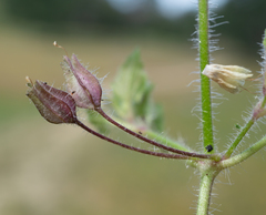 Erythranthe geniculata