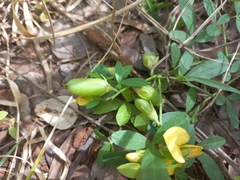 Crotalaria rhodesiae