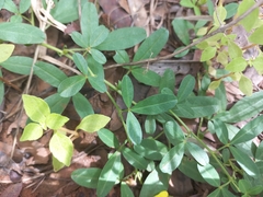 Crotalaria rhodesiae