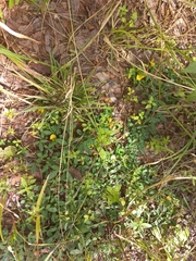 Crotalaria rhodesiae