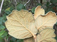 Quercus greggii