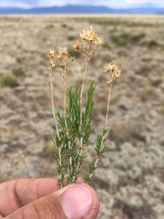 Chrysothamnus greenei