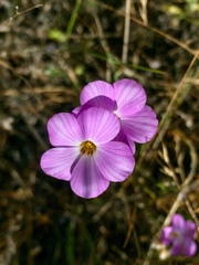 Leptosiphon grandiflorus