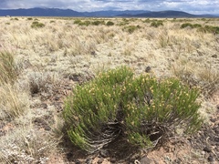 Chrysothamnus greenei