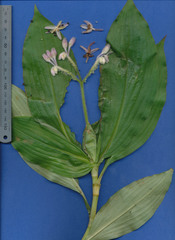 Tinantia standleyi
