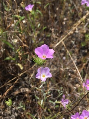 Leptosiphon grandiflorus