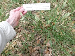 Poa arachnifera