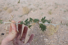 Faidherbia albida image