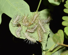 Acraea aganice aganice