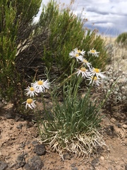 Erigeron pulcherrimus