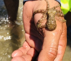 Octopus bimaculatus
