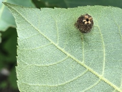 Phylloxera caryaegummosa