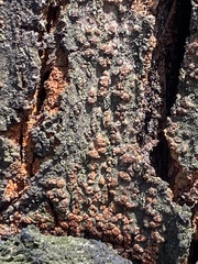 Cryphonectria parasitica