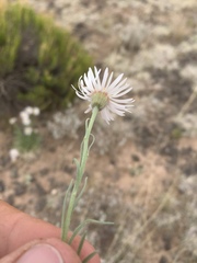 Erigeron pulcherrimus