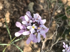 Iberis ciliata