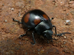 Image of Platyphora flavoguttata