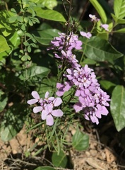 Iberis ciliata